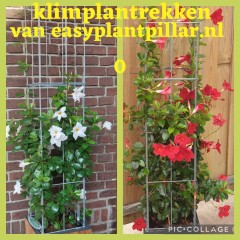 PLANTENREKKEN tuinrekken klimplantrekken clematis jasmijn passieflora