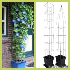 PLANTENREKKEN tuinrekken klimplantrekken clematis jasmijn passieflora