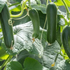 Tomaten  Paprika  Peper  Komkommer en Courgetteplanten