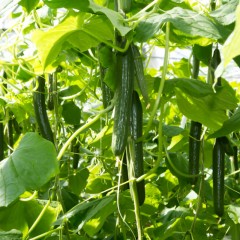 Tomaten  Paprika  Peper  Komkommer en Courgetteplanten