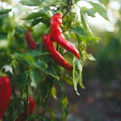Tomaten  Paprika  Peper  Komkommer en Courgetteplanten