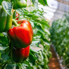 Tomaten  Paprika  Peper  Komkommer en Courgetteplanten