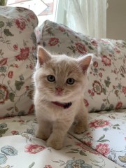 Rasecht Brits Korthaar kittens