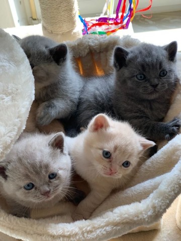 Rasecht Brits Korthaar kittens