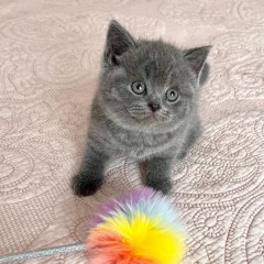 Rasecht Brits Korthaar kittens