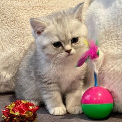 Rasecht Brits Korthaar kittens