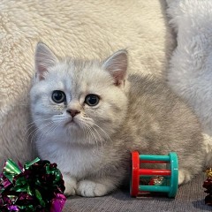 Rasecht Brits Korthaar kittens