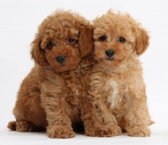 Mini Poedel pups te koop