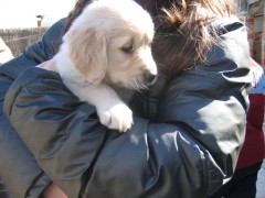 Golden Retriever-puppys