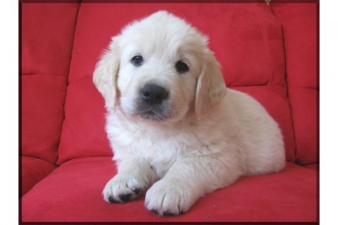 Golden Retriever-puppys