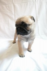 Mopshond Pug-puppys beschikbaar