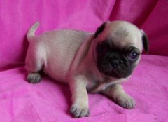 Mopshond Pug-puppys beschikbaar