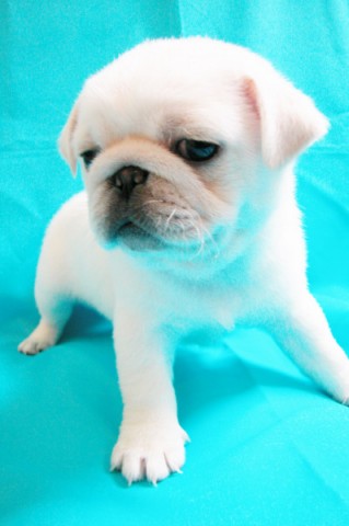 Mopshond Pug-puppys beschikbaar