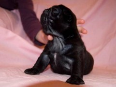 Mopshond Pug-puppys beschikbaar