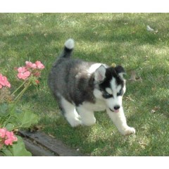 Siberische Husky-pups