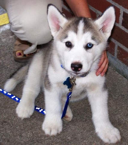Siberische Husky-pups