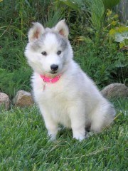 Siberische Husky-pups