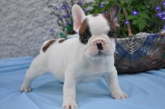 Franse Bulldog-puppys