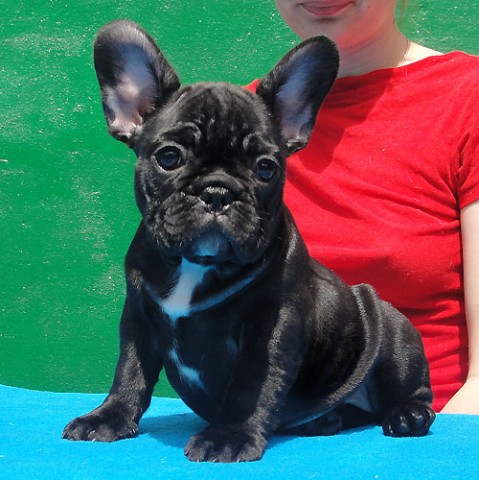 Franse Bulldog-puppys