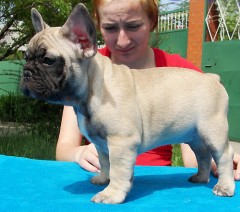 Franse Bulldog-puppys