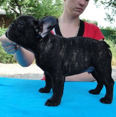 Franse Bulldog-puppys