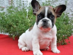 Franse Bulldog-puppys