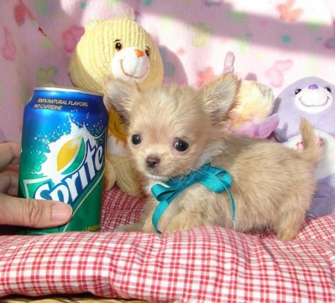 Mini Chihuahua-puppys met alle papieren voor adoptie