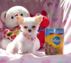 Mini Chihuahua-puppys met alle papieren voor adoptie