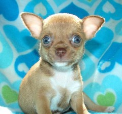 Mini Chihuahua-puppys met alle papieren voor adoptie
