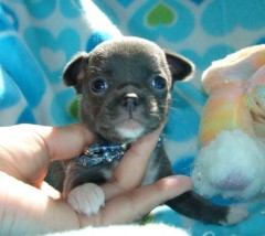 Mini Chihuahua-puppys met alle papieren voor adoptie