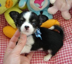 Mini Chihuahua-puppys met alle papieren voor adoptie