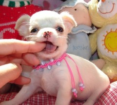 Mini Chihuahua-puppys met alle papieren voor adoptie