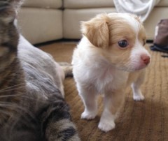 Mini Chihuahua-puppys met alle papieren voor adoptie