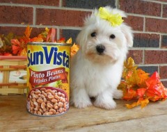 Maltese pups met papieren voor adoptie