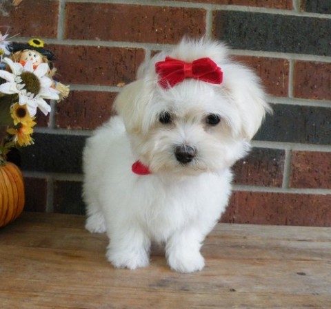 Maltese pups met papieren voor adoptie