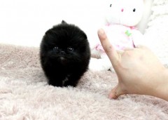 Pomeriaan puppys te koop