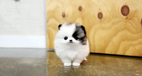Pomeriaan puppys te koop