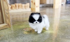 Pomeriaan puppys te koop