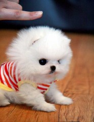 Pomeriaan puppys te koop