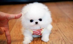 Pomeriaan puppys te koop