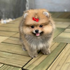 Pomeriaan puppys te koop