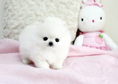 Pomeriaan puppys te koop