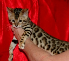 Rasechte Bengalen kitten met papieren voor adoptie