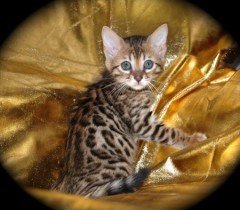 Rasechte Bengalen kitten met papieren voor adoptie
