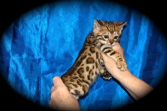 Rasechte Bengalen kitten met papieren voor adoptie