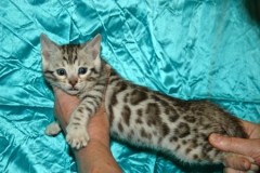Rasechte Bengalen kitten met papieren voor adoptie