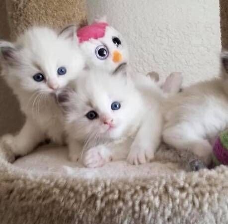 Ragdoll Kittens Ragdoll Kittens  zindelijk