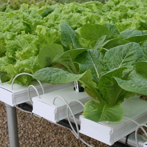 Hydroponic Nft Growing System