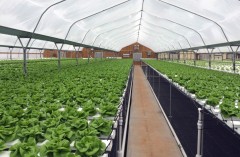 Hydroponic Nft Growing System