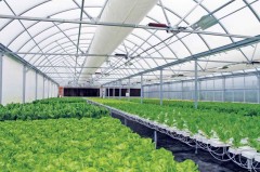 Hydroponic Nft Growing System